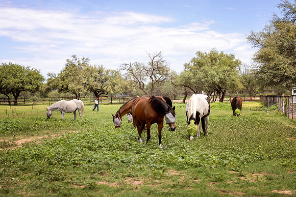 RS_Pastures_2295
