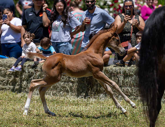 ShermanRanch0524_3776