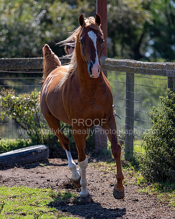 Reverberation19_0027