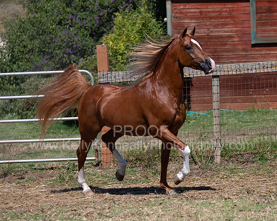 Reverberation19_0059