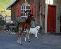 Royal Heir Colt