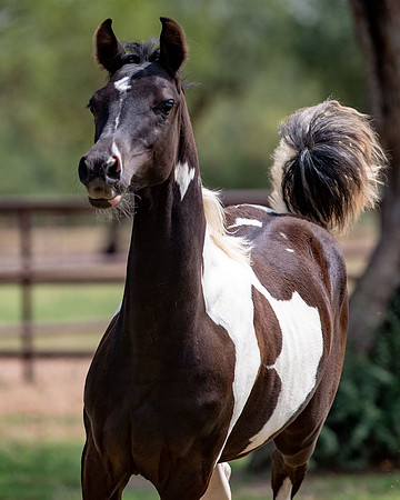 HeartOfTexasRS20_1674