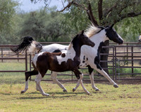 HeartOfTexasRS20_1783