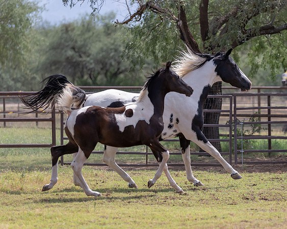 HeartOfTexasRS20_1783