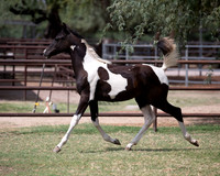 HeartOfTexasRS20_1600