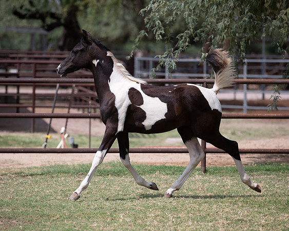 HeartOfTexasRS20_1600