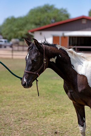 HeartOfTexasRS20_1561