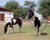 HeartOfTexasRS20_1708