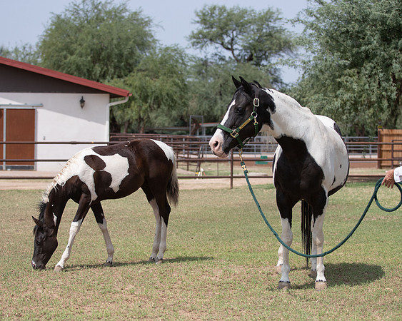 HeartOfTexasRS20_1708