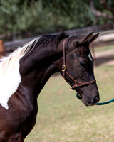 HeartOfTexasRS20_1575