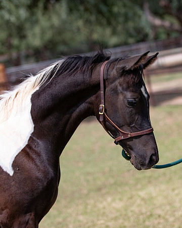 HeartOfTexasRS20_1575