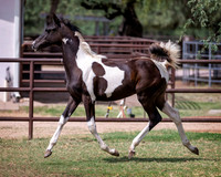 HeartOfTexasRS20_1604