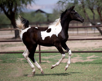 HeartOfTexasRS20_1624