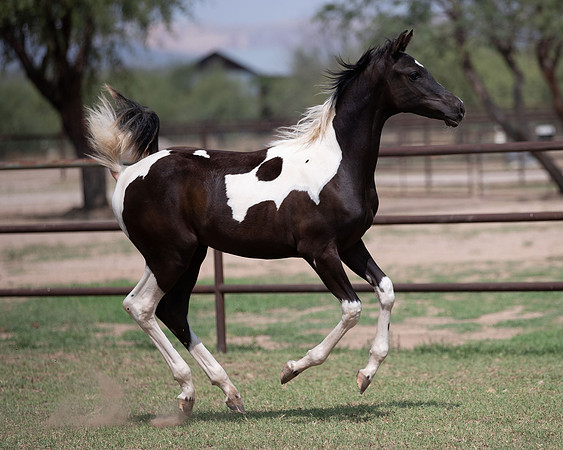 HeartOfTexasRS20_1624