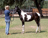 HeartOfTexasRS20_1549