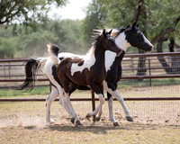 HeartOfTexasRS20_1795