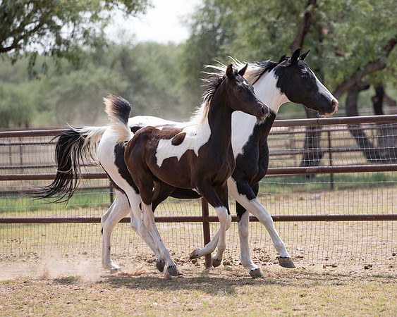 HeartOfTexasRS20_1795
