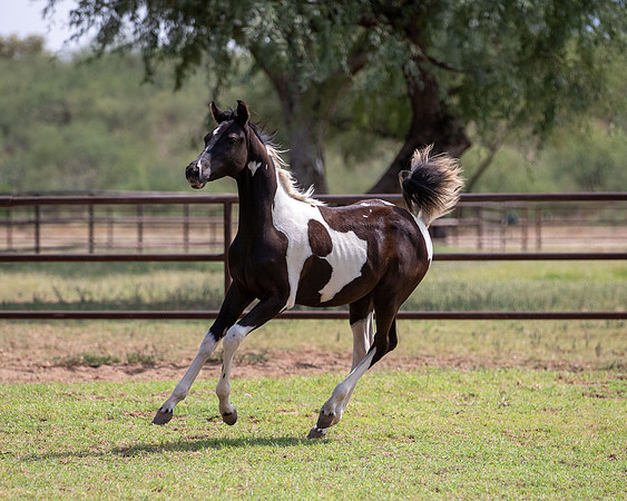 HeartOfTexasRS20_1668