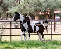 HeartOfTexasRS20_1816