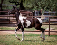 HeartOfTexasRS20_1602
