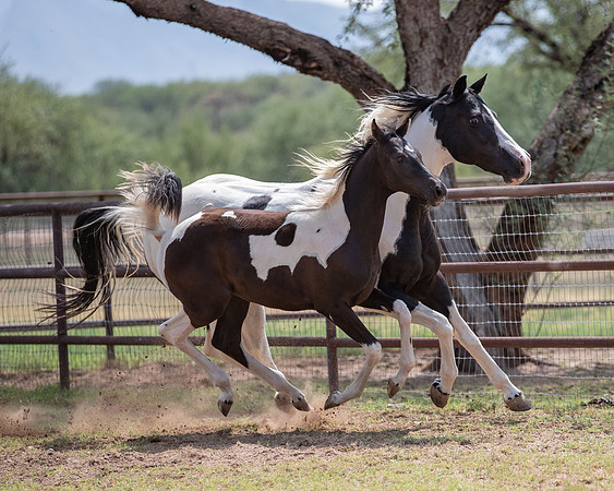 HeartOfTexasRS20_1788