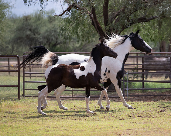 HeartOfTexasRS20_1784