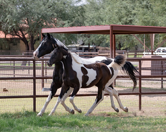 HeartOfTexasRS20_1814