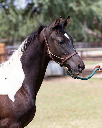 HeartOfTexasRS20_1564