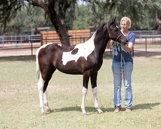 HeartOfTexasRS20_1546
