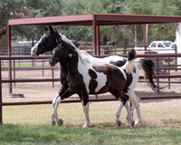 HeartOfTexasRS20_1812