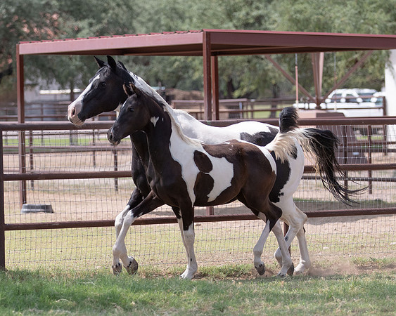 HeartOfTexasRS20_1812