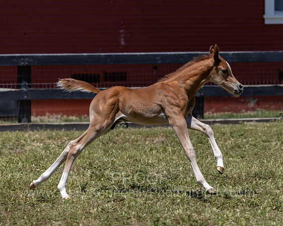ShermanRanch0524_3859