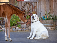 Equine&CanineNews_Foal&DogCoverApril2017