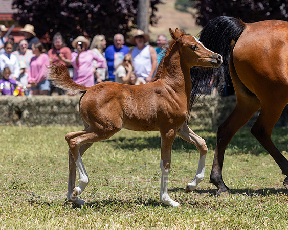 ShermanRanch0524_2142