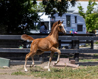 1) Twinkle Toes HA Filly