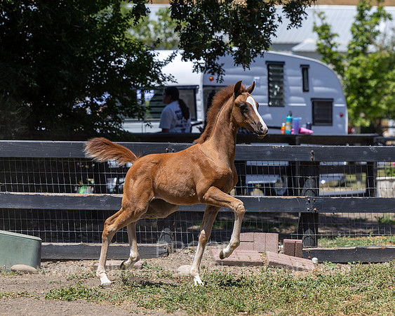 ShermanRanch0524_0159