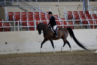 Class 75 Arabian Hunter Pleasure Open