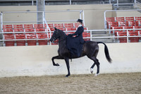 Class 77 HA/AA Ladies Side Saddle  Open