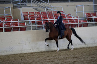 Class 82 Arabian English Pleasure Open