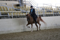 Class 85.1 Arabian Country English Geldings