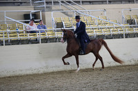 Class 89 Arabian Country English Pleasure Junior Horse