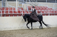 Class 96 Arabian Ladies Side Saddle Open