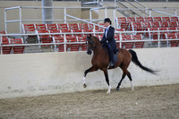 Class 103 Arabian Park Horse