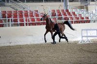 RCAHA19_SatAM_2272