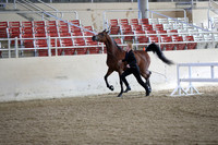 Class 114.1 Gelding Halter ATH