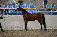 RCAHA19_SatAM_2306