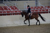 Class 118 Arabian Hunter Pleasure Mares & Stallions