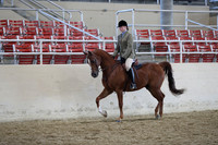Class 121 Arabian Hunter Pleasure JTR 14 & Under