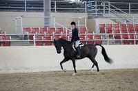 Class 124 Arabian Hunter Pleasure JOTR 15-18