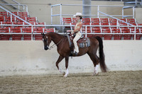 Class 126 Arabian Western Pleasure JTR